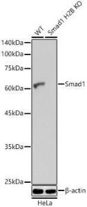 Antibody A309166-100 100 µl