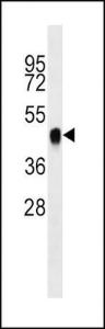 Anti-BMI1 Mouse Monoclonal Antibody (HRP (Horseradish Peroxidase)) [clone: 282CT3.7.6]