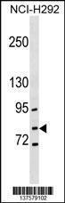 Anti-GCLC Rabbit Polyclonal Antibody (PE (Phycoerythrin))