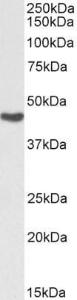 Anti-ASS1 Antibody (A83571 / Biotin) (0.03µg/ml) staining of Human Kidney lysate (35µg protein in RIPA buffer), exactly mirroring its parental non-biotinylated product. Primary incubation was 1 hour.