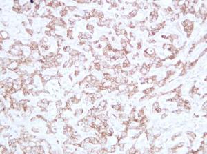 Anti-pan Cadherin Mouse Monoclonal Antibody [clone: ABT-CDHE]