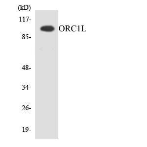 Western blot analysis of the lysates from HepG2 cells using Anti-ORC1L Antibody