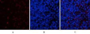 Immunofluorescence analysis of rat spleen tissue using Anti-YAP Antibody (red) at 1:200 (4°C overnight). Cy3 labelled secondary antibody was used at 1:300 (RT 50min). Panel A: Target. Panel B: DAPI. Panel C: Merge.