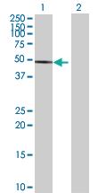 Anti-PHF7 Mouse Polyclonal Antibody