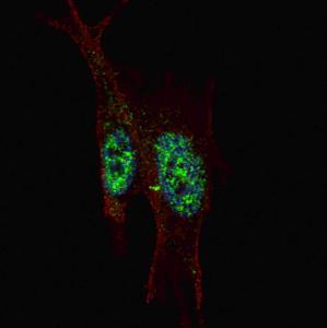 Anti-STAT3 Rabbit Polyclonal Antibody (FITC (Fluorescein Isothiocyanate))