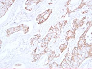 Anti-pan Cadherin Mouse Monoclonal Antibody [clone: ABT-CDHE]