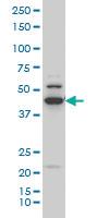 Anti-RUNX1 Mouse Monoclonal Antibody [clone: 4E7]