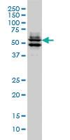 Anti-GATA2 Mouse Monoclonal Antibody [clone: 2G11]