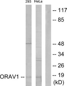 Western blot analysis of lysates from 293 and HeLa cells using Anti-ORAV1 Antibody. The right hand lane represents a negative control, where the antibody is blocked by the immunising peptide.