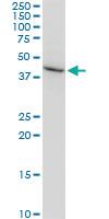 Anti-AMBP Mouse Monoclonal Antibody [clone: 1E4]