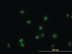 Anti-GATA2 Mouse Monoclonal Antibody [clone: 2G11]