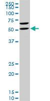 Anti-RUNX1 Mouse Monoclonal Antibody [clone: 4E7]