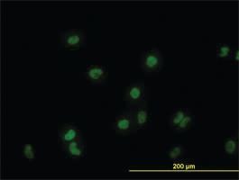 Anti-GATA2 Mouse Monoclonal Antibody [clone: 2G11]