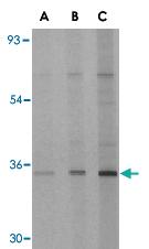 Anti-EDA2R Rabbit Polyclonal Antibody