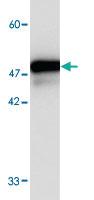 Anti-FKBP11 Mouse Monoclonal Antibody [clone: 1213s]