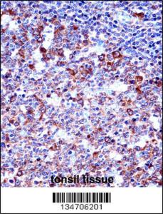 Anti-SPN/CD43 Rabbit Polyclonal Antibody (FITC (Fluorescein Isothiocyanate))