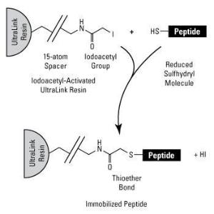 Affinity purification resins, UltraLink™ iodoacetyl resin