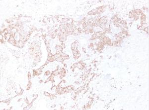 Anti-pan Cadherin Mouse Monoclonal Antibody [clone: ABT-CDHE]