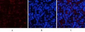 Immunofluorescence analysis of rat spleen tissue using Anti-YAP Antibody (red) at 1:200 (4°C overnight). Cy3 labelled secondary antibody was used at 1:300 (RT 50min). Panel A: Target. Panel B: DAPI. Panel C: Merge.