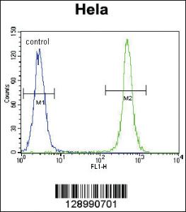 Anti-TSPYL6 Rabbit Polyclonal Antibody [clone: 165CT13.1.6]