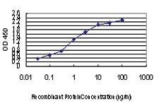 Anti-GATA2 Mouse Monoclonal Antibody [clone: 2G11]