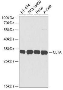 Antibody anti-CLTA 100 µl