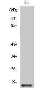 Western blot analysis of various cells using Anti-ORAV1 Antibody