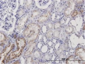 Anti-AMBP Mouse Monoclonal Antibody [clone: 1E4]