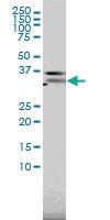 Anti-PILRA Mouse Monoclonal Antibody [clone: 3C2]