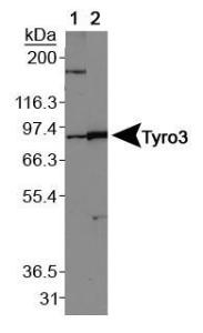 Anti-MFN1 Rabbit Polyclonal Antibody