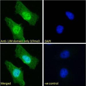 Anti-LMO3 Antibody (A85227) - Immunofluorescence analysis of paraformaldehyde fixed HeLa cells, permeabilized with 0.15% Triton. Primary incubation 1 hr (10 µg/ml) followed by Alexa Fluor 488 secondary Antibody (2 µg/ml), showing nuclear and cytoplasmic staining