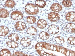 Immunohistochemical analysis of formalin-fixed, paraffin-embedded human small intestine tissue using Anti-IL-3 Antibody [IL3/4005]