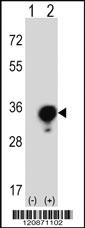 Anti-YWHAG Rabbit Polyclonal Antibody