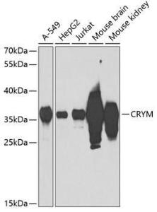 Anti-mu Crystallin Antibody (A9296)