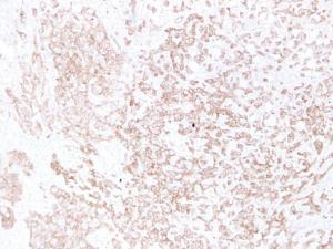 Anti-pan Cadherin Mouse Monoclonal Antibody [clone: ABT-CDHE]