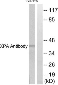 Anti-XPA antibody