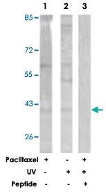 Anti-JUN Rabbit Polyclonal Antibody