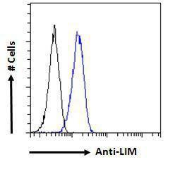 Anti-LMO3 Antibody (A85227) - Flow cytometric analysis of paraformaldehyde fixed HeLa cells (blue line), permeabilized with 0.5% Triton. Primary incubation 1 hr (10 µg/ml) followed by Alexa Fluor 488 secondary Antibody (1 µg/ml)