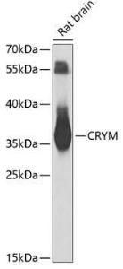 Anti-mu Crystallin Antibody (A9296)