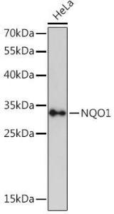 Western blot analysis of extracts of HeLa cells, using Anti-NQO1 Antibody (A93277) at 1:3,000 dilution