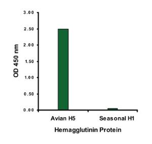 Anti-HA 3 Goat Polyclonal Antibody