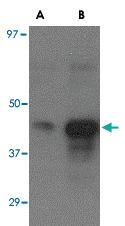 Anti-HA 3 Goat Polyclonal Antibody