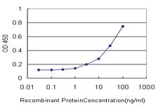 Anti-RUNX1 Mouse Monoclonal Antibody [clone: 4E7]