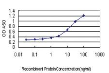 Anti-GADD45G Mouse Monoclonal Antibody [clone: 1D3]