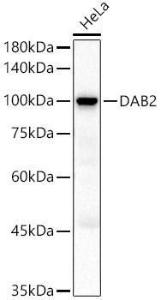 Anti-DAB2 Rabbit Polyclonal Antibody