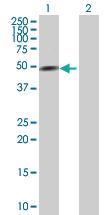 Anti-GATA3 Mouse Polyclonal Antibody