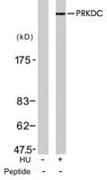 Anti-PRKDC Rabbit Polyclonal Antibody