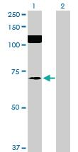 Anti-SRPK2 Mouse Polyclonal Antibody