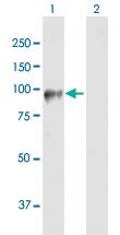 Anti-DDHD2 Mouse Polyclonal Antibody