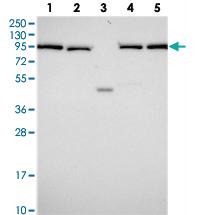 Anti-INO80D Rabbit Polyclonal Antibody